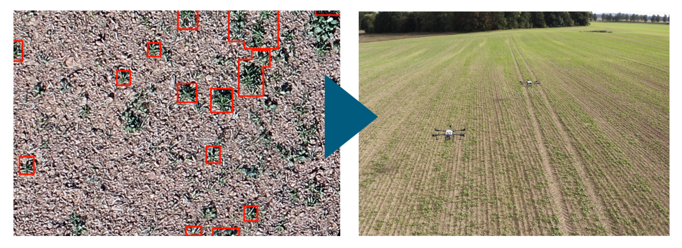 One possible agricultural application of species detection using drones is the identification and control of weeds in oilseed rape fields.
