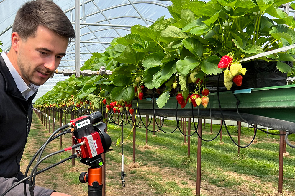 Mithilfe Künstlicher Intelligenz erkennen Multi- und Hyperspektralkameras erste Symptome von Erkran-kungen oder Schädlingen an Erdbeerpflanzen – eine Smart-Farming-Lösung der Fraunhofer-Institute IGD und IGP. 